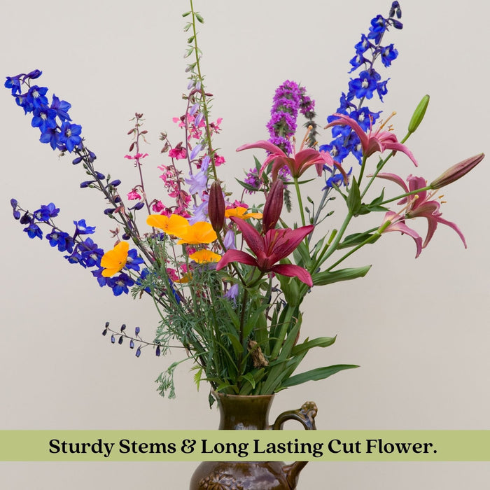 Delphinium Black Knight (Larkspur) | Two Live Perennial Plants | Non-GMO, Large Flower Spikes that Bloom All Summer