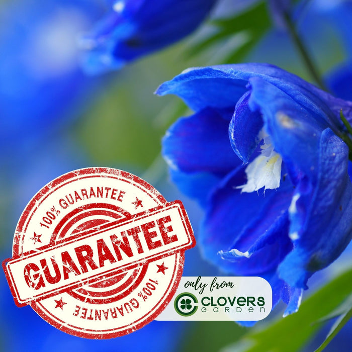 Delphinium Blue Mirror (Larkspur) | Two Live Perennial Plants | Non-GMO, Large Flower Spikes