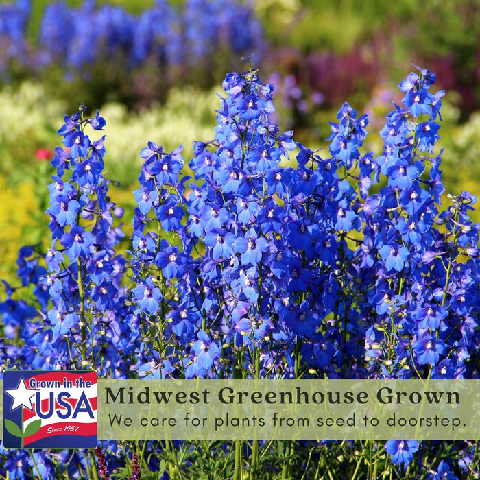 Delphinium Blue Mirror (Larkspur) | Two Live Perennial Plants | Non-GMO, Large Flower Spikes