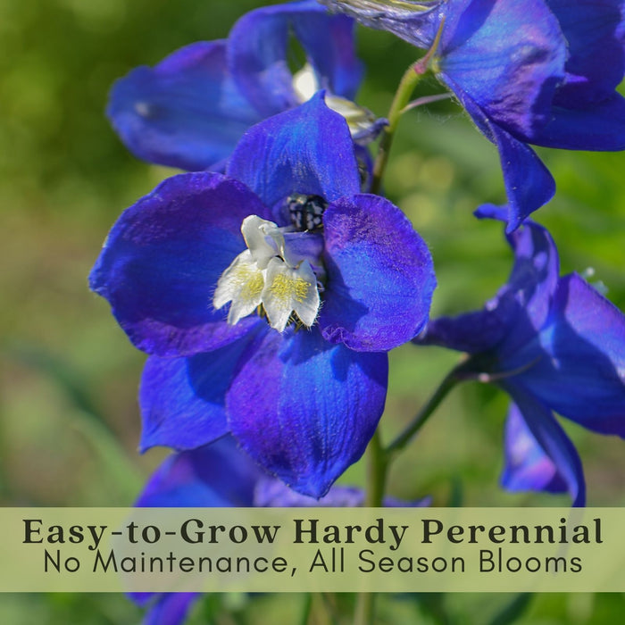 Delphinium Blue Mirror (Larkspur) | Two Live Perennial Plants | Non-GMO, Large Flower Spikes