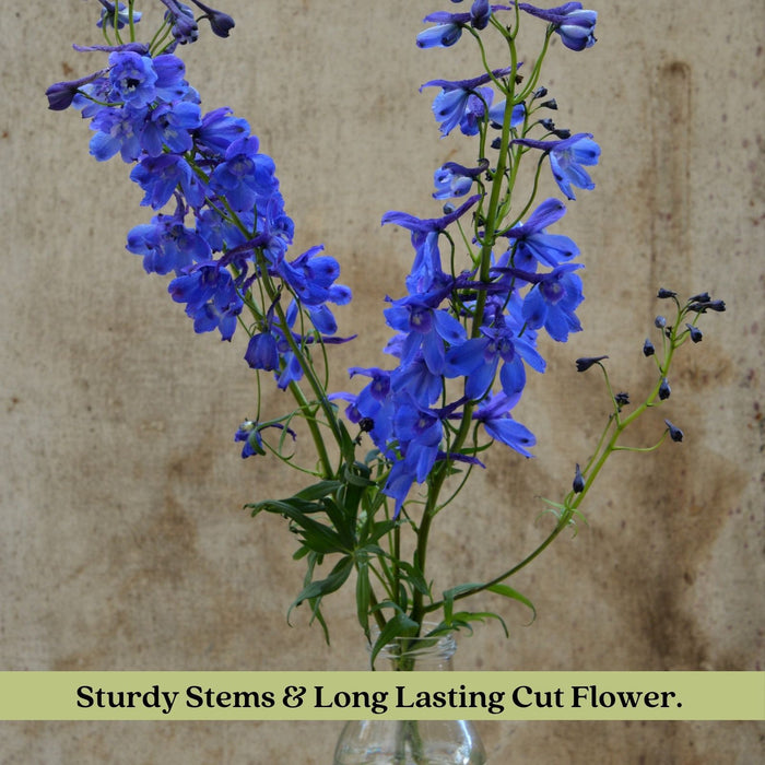 Delphinium Blue Mirror (Larkspur) | Two Live Perennial Plants | Non-GMO, Large Flower Spikes