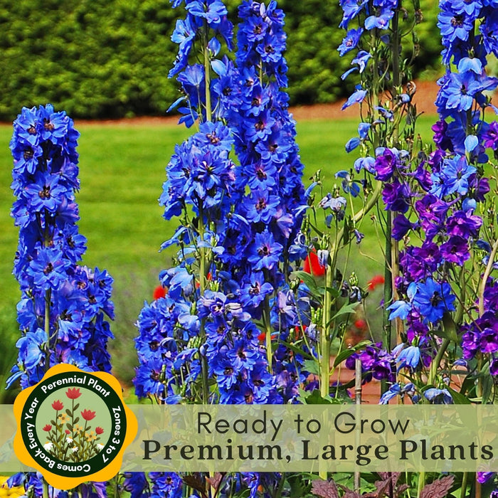 Delphinium Blue Mirror (Larkspur) | Two Live Perennial Plants | Non-GMO, Large Flower Spikes