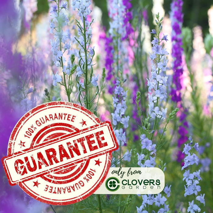 Delphinium Magic Fountains (Larkspur) | Two Live Perennial Plants | Non-GMO, Large Flower Spikes