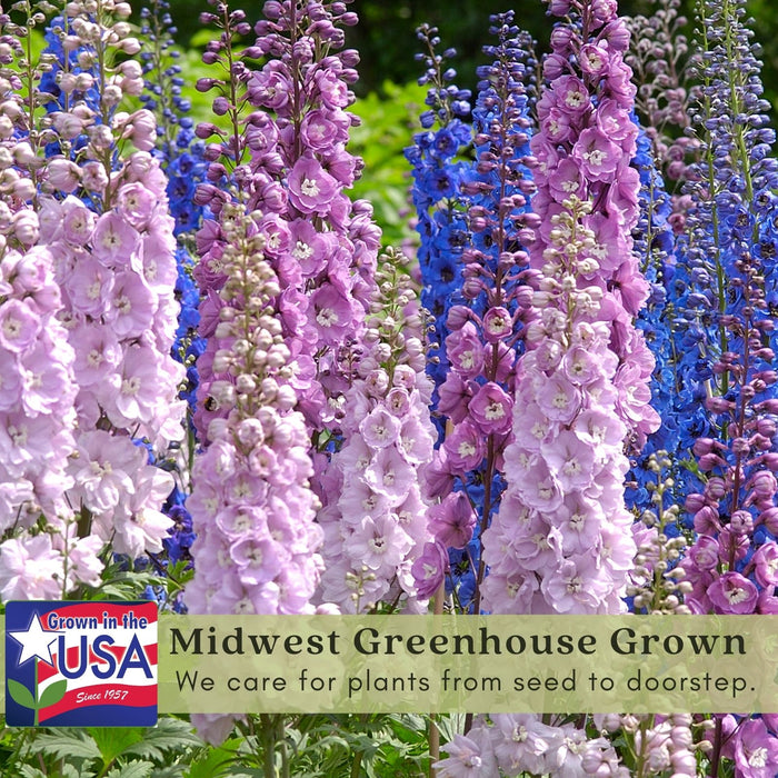 Delphinium Magic Fountains (Larkspur) | Two Live Perennial Plants | Non-GMO, Large Flower Spikes