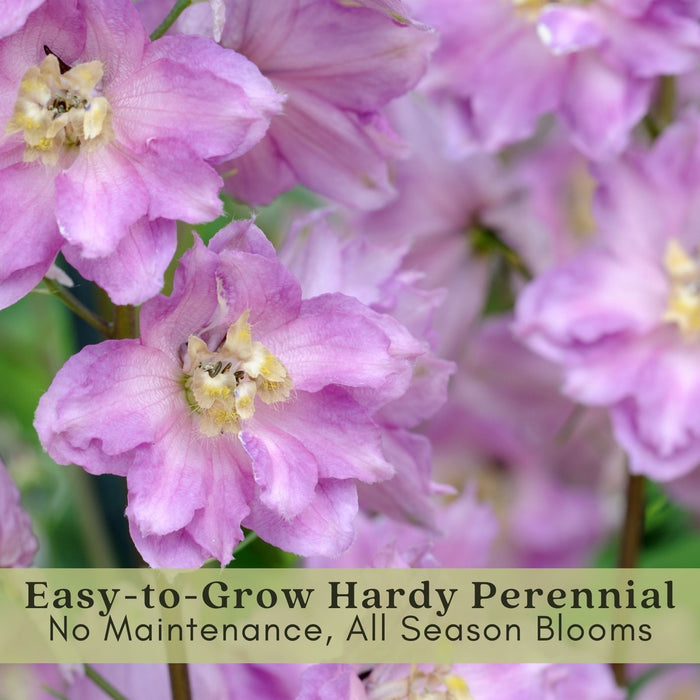 Delphinium Magic Fountains (Larkspur) | Two Live Perennial Plants | Non-GMO, Large Flower Spikes