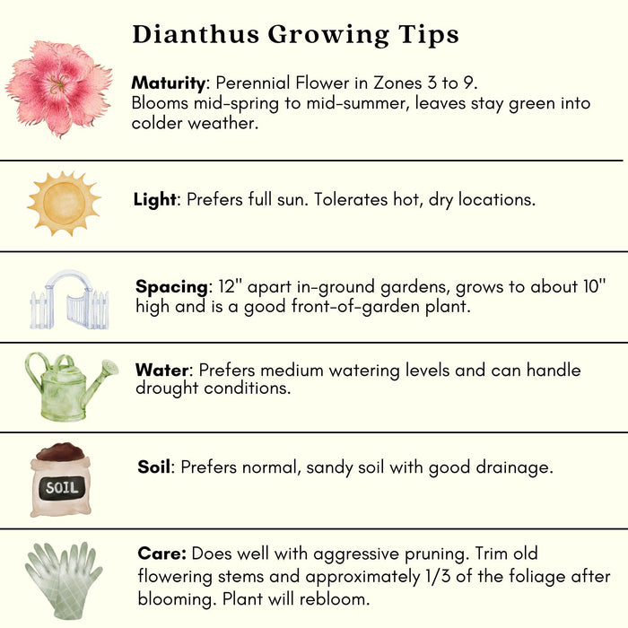 Dianthus Firewitch (Pinks) | Two Live Perennial Plants | Non-GMO, Low-Growth, Pink Flowers, Classic Cottage Garden Flower