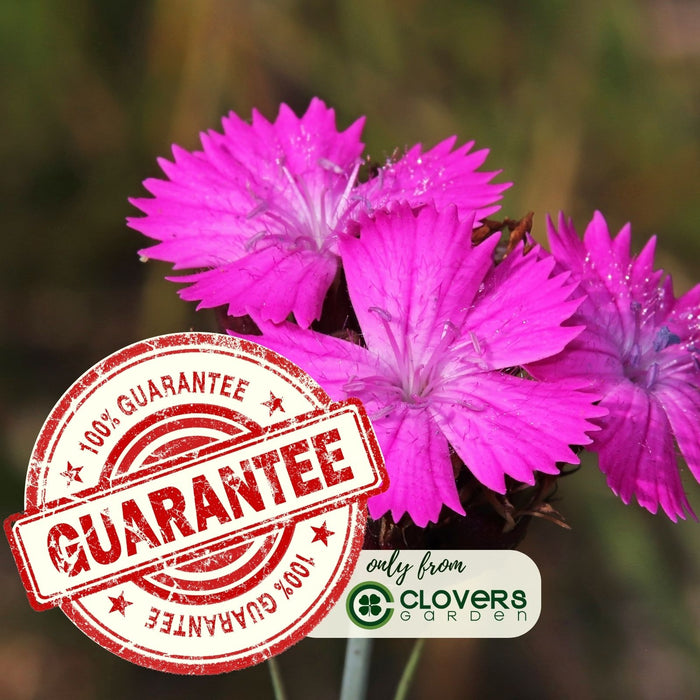 Dianthus Firewitch (Pinks) | Two Live Perennial Plants | Non-GMO, Low-Growth, Pink Flowers, Classic Cottage Garden Flower