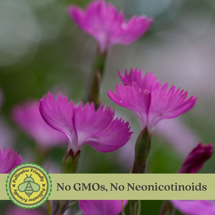 Dianthus Firewitch (Pinks) | Two Live Perennial Plants | Non-GMO, Low-Growth, Pink Flowers, Classic Cottage Garden Flower