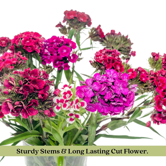 Dianthus Firewitch (Pinks) | Two Live Perennial Plants | Non-GMO, Low-Growth, Pink Flowers, Classic Cottage Garden Flower