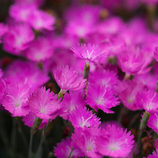 Dianthus Firewitch (Pinks) | Two Live Perennial Plants | Non-GMO, Low-Growth, Pink Flowers, Classic Cottage Garden Flower