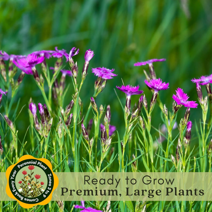 Dianthus Firewitch (Pinks) | Two Live Perennial Plants | Non-GMO, Low-Growth, Pink Flowers, Classic Cottage Garden Flower