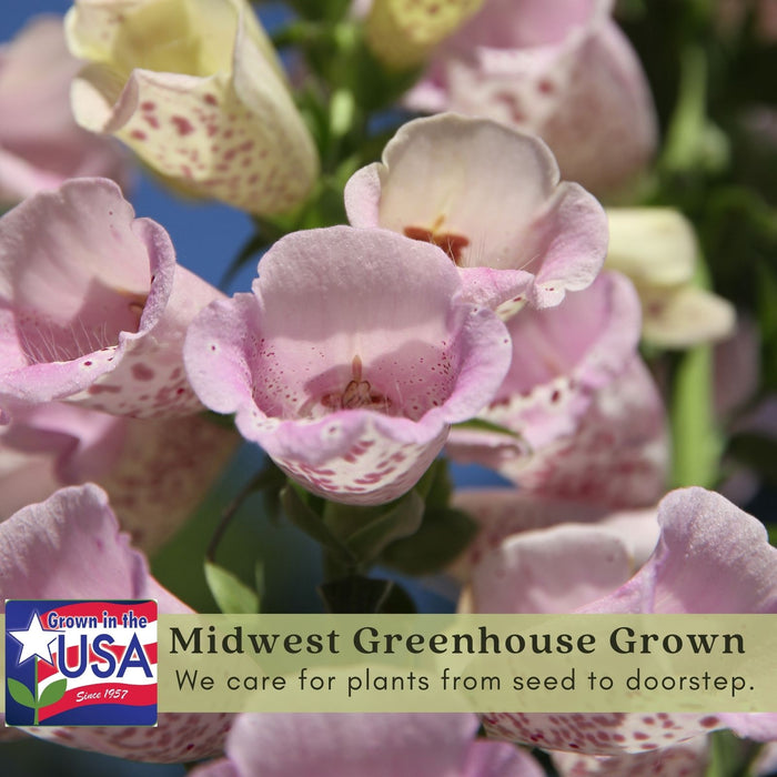 Foxglove (Digitalis purpurea) Camelot Mix | Two Live Perennial Plants | Non-GMO, 4’ Tall Flowering Spikes, Hummingbird Favorite