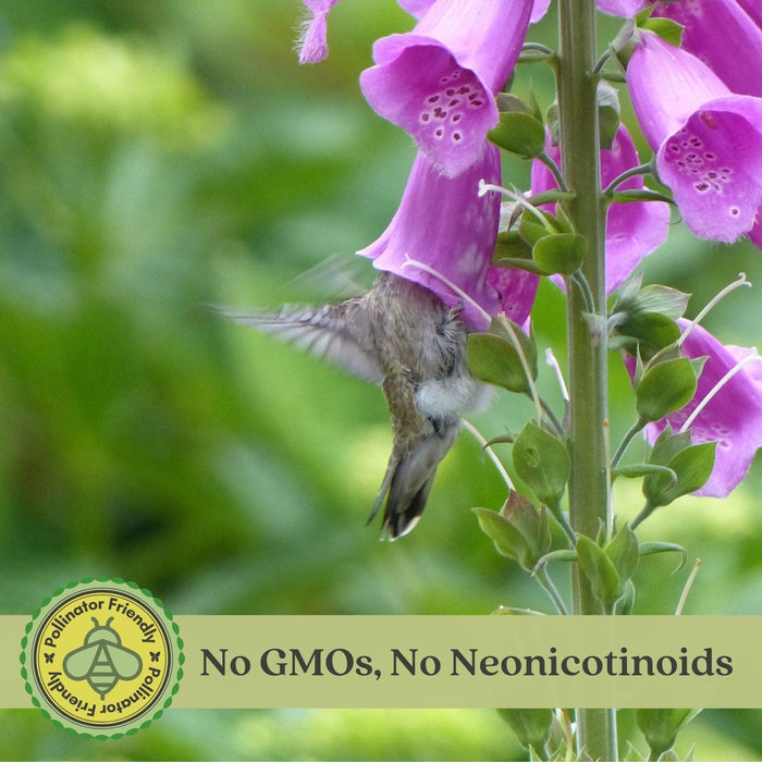 Foxglove (Digitalis purpurea) Camelot Mix | Two Live Perennial Plants | Non-GMO, 4’ Tall Flowering Spikes, Hummingbird Favorite