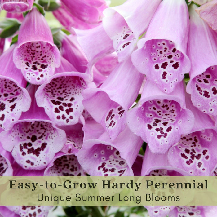 Foxglove (Digitalis purpurea) Camelot Mix | Two Live Perennial Plants | Non-GMO, 4’ Tall Flowering Spikes, Hummingbird Favorite