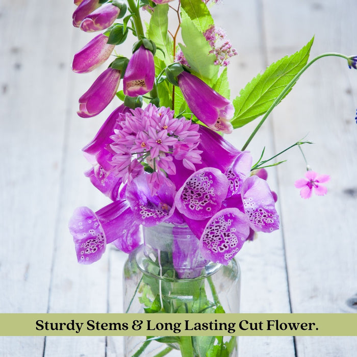 Foxglove (Digitalis purpurea) Camelot Mix | Two Live Perennial Plants | Non-GMO, 4’ Tall Flowering Spikes, Hummingbird Favorite