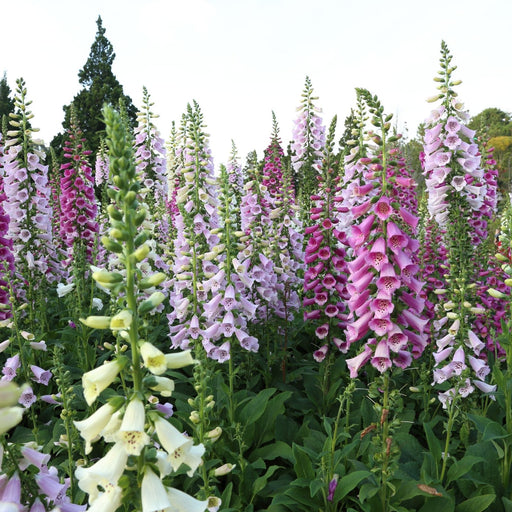 Foxglove (Digitalis purpurea) Camelot Mix | Two Live Perennial Plants | Non-GMO, 4’ Tall Flowering Spikes, Hummingbird Favorite