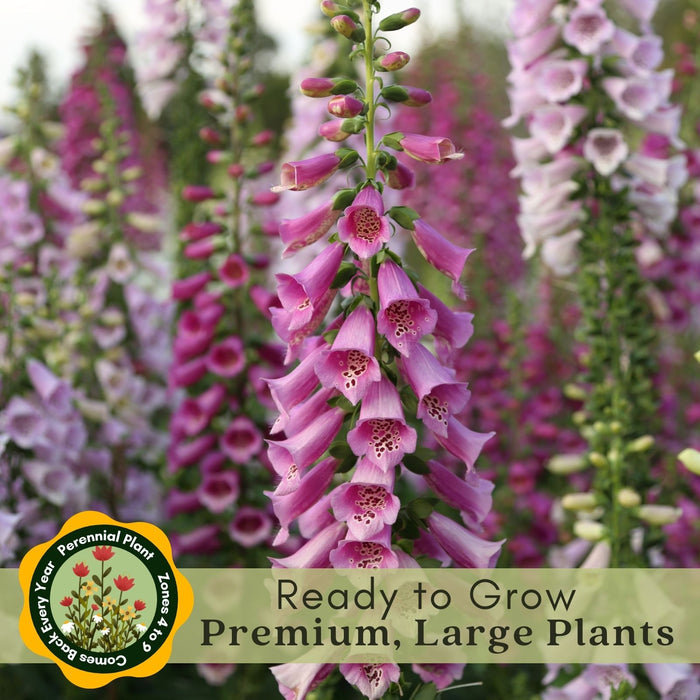 Foxglove (Digitalis purpurea) Camelot Mix | Two Live Perennial Plants | Non-GMO, 4’ Tall Flowering Spikes, Hummingbird Favorite