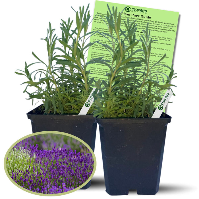 English Lavender (Lavandula) Hidcote Blue | Two Live Herb Plants | Non-GMO, Perennial in Zones 5 to 8, Mosquito Repellent Plant