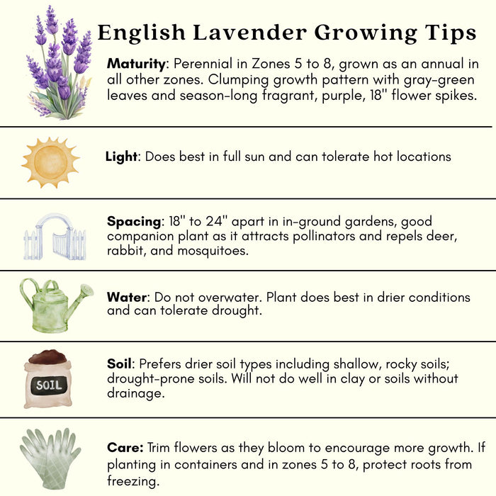 English Lavender (Lavandula) Hidcote Blue | Two Live Herb Plants | Non-GMO, Perennial in Zones 5 to 8, Mosquito Repellent Plant
