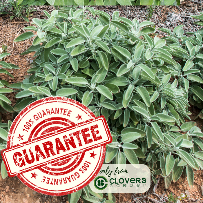 Garden Sage | Two Live Herb Plants | Non-GMO, Great Flavor, Compact Bushy Growth