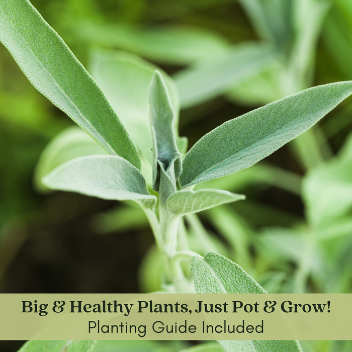 Garden Sage | Two Live Herb Plants | Non-GMO, Great Flavor, Compact Bushy Growth