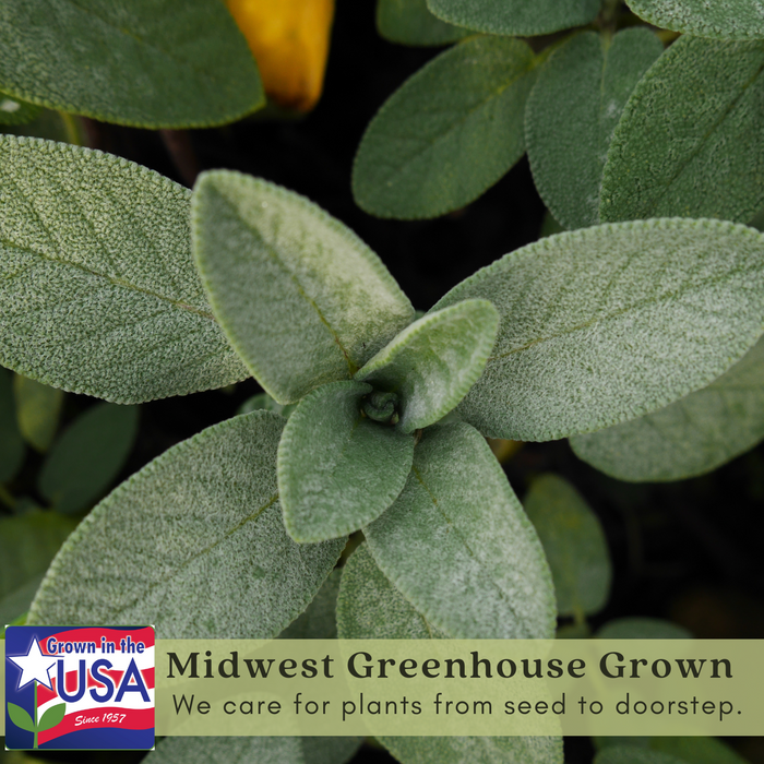 Garden Sage | Two Live Herb Plants | Non-GMO, Great Flavor, Compact Bushy Growth