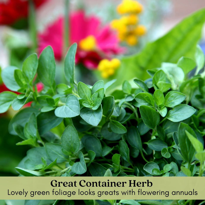 Greek Oregano | Two Live Herb Plants | Non-GMO, Aromatic, Container-Friendly