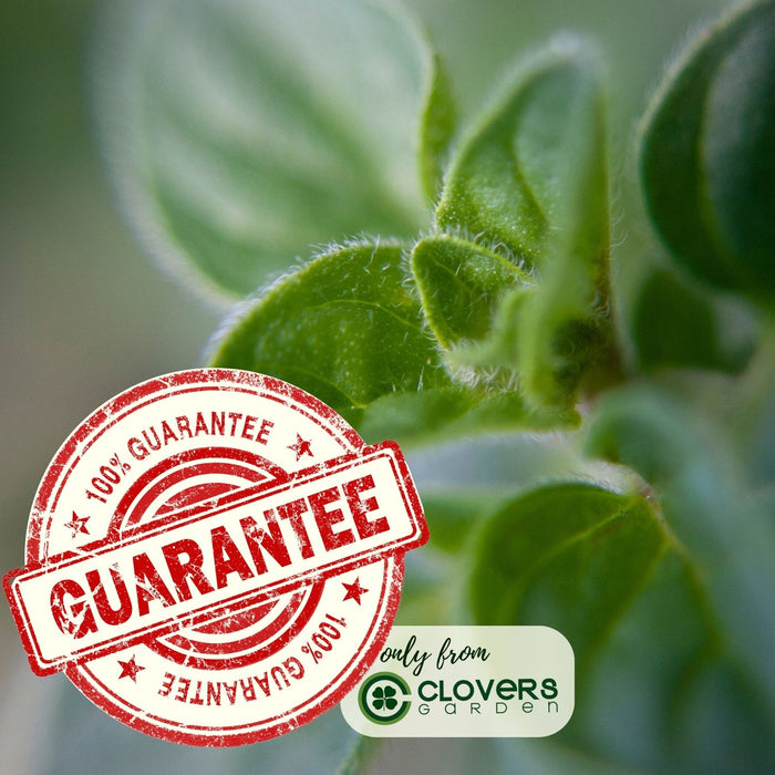 Greek Oregano | Two Live Herb Plants | Non-GMO, Aromatic, Container-Friendly