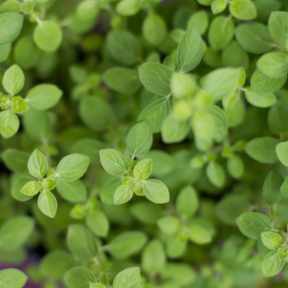 Greek Oregano | Two Live Herb Plants | Non-GMO, Aromatic, Container-Friendly