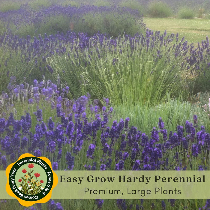 English Lavender (Lavandula) Hidcote Blue | Two Live Herb Plants | Non-GMO, Perennial in Zones 5 to 8, Mosquito Repellent Plant