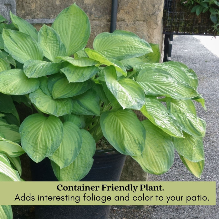 Hosta Guacamole | Two Live Plants | Non-GMO, Shade Plant