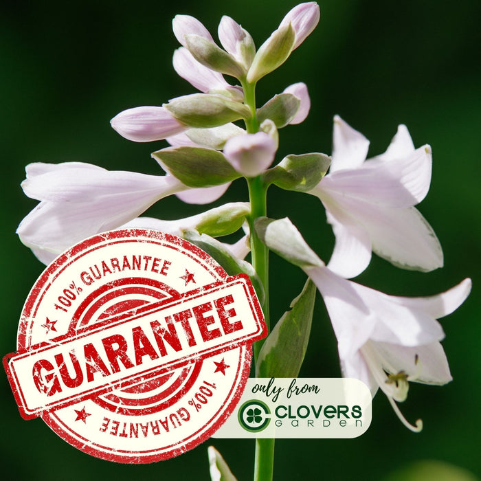 Hosta Guacamole | Two Live Plants | Non-GMO, Shade Plant