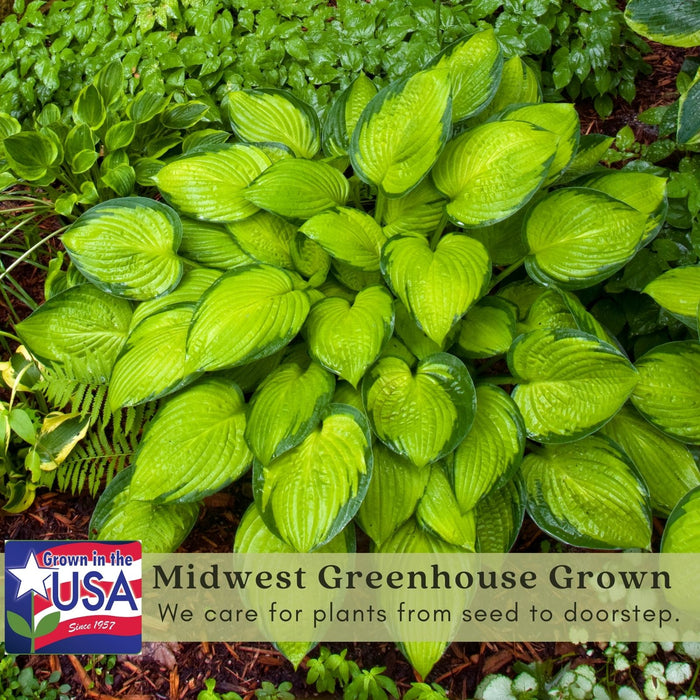 Hosta Guacamole | Two Live Plants | Non-GMO, Shade Plant