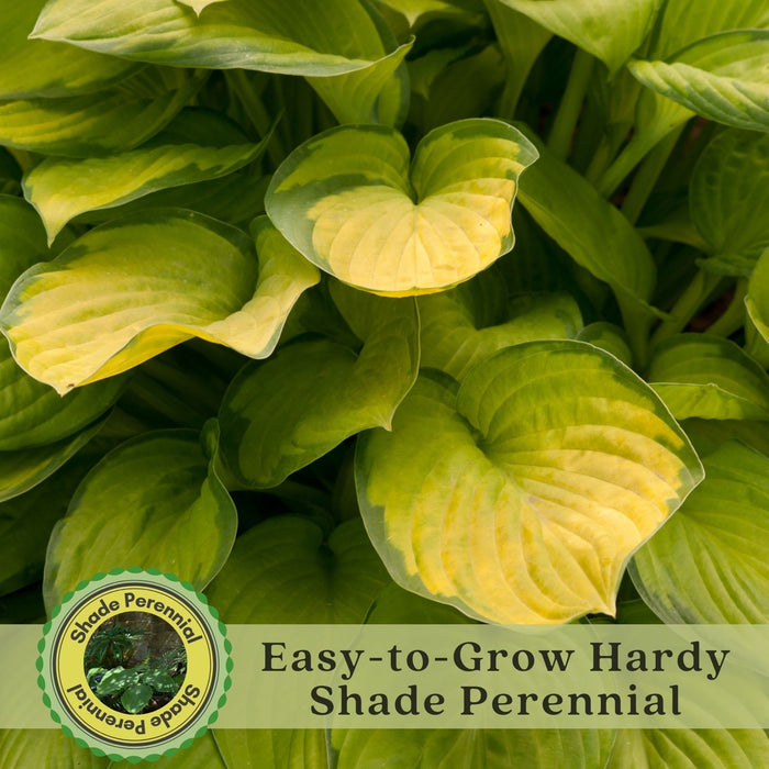 Hosta Guacamole | Two Live Plants | Non-GMO, Shade Plant