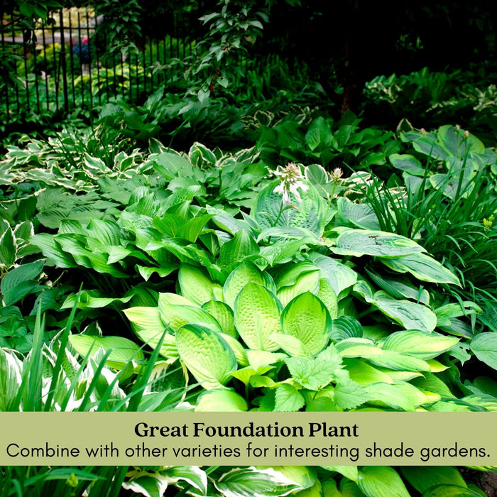 Hosta Guacamole | Two Live Plants | Non-GMO, Shade Plant