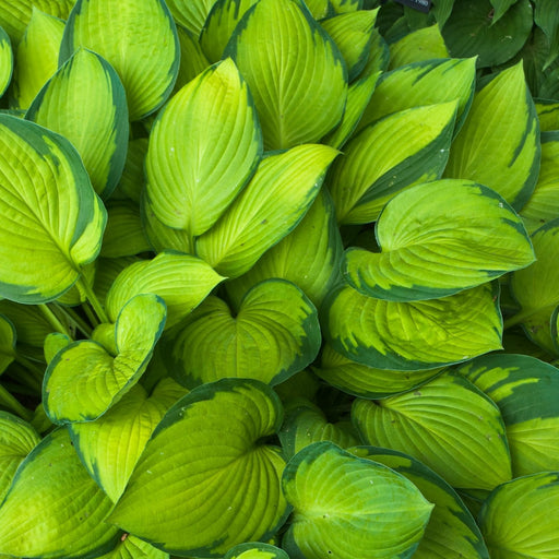Hosta Guacamole | Two Live Plants | Non-GMO, Shade Plant
