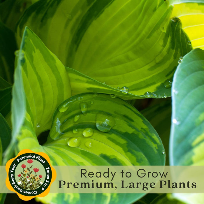 Hosta Guacamole | Two Live Plants | Non-GMO, Shade Plant