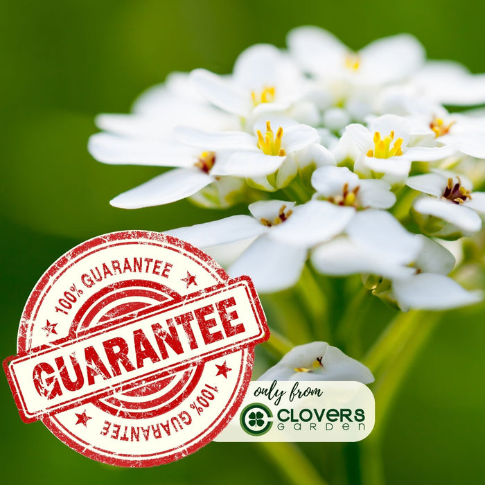 Candytuft (Iberis) | Two Live Perennial Plants | Non-GMO, Low Growth, Great for Edging & Rock Gardens, Pollinator Fave.