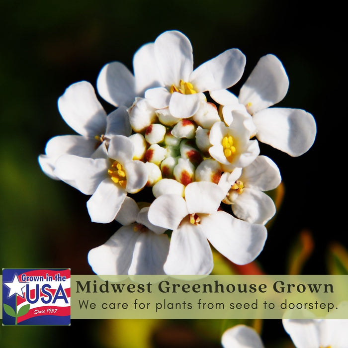 Candytuft (Iberis) | Two Live Perennial Plants | Non-GMO, Low Growth, Great for Edging & Rock Gardens, Pollinator Fave.