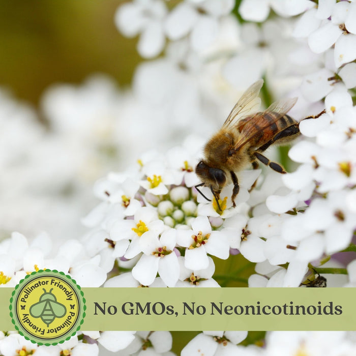 Candytuft (Iberis) | Two Live Perennial Plants | Non-GMO, Low Growth, Great for Edging & Rock Gardens, Pollinator Fave.