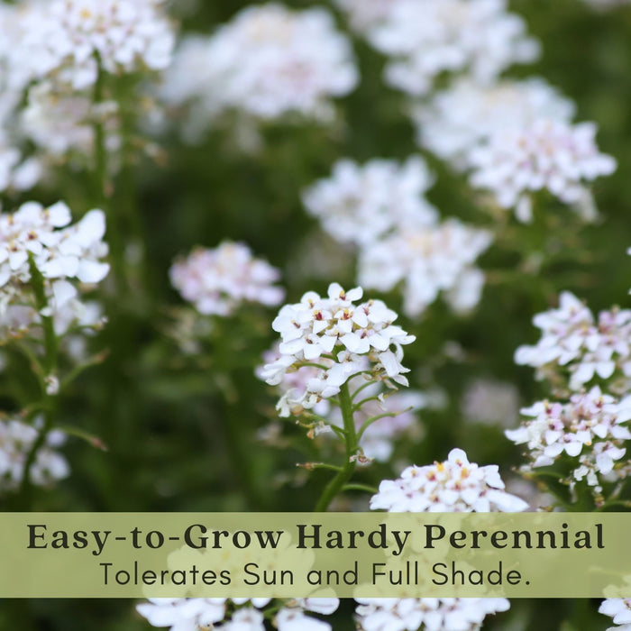 Candytuft (Iberis) | Two Live Perennial Plants | Non-GMO, Low Growth, Great for Edging & Rock Gardens, Pollinator Fave.