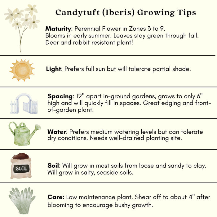 Candytuft (Iberis) | Two Live Perennial Plants | Non-GMO, Low Growth, Great for Edging & Rock Gardens, Pollinator Fave.