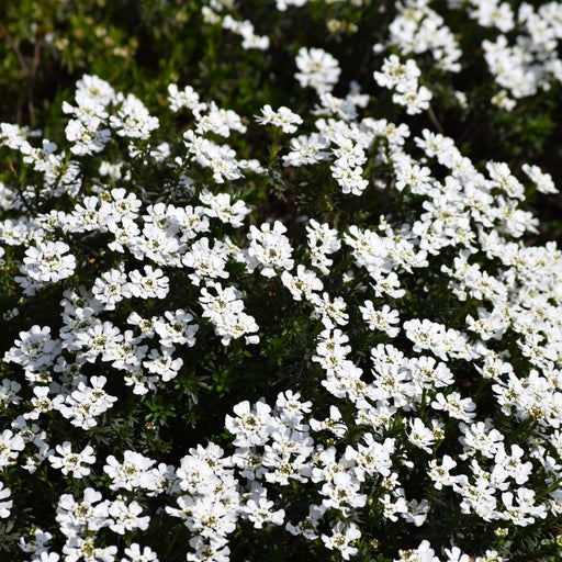 Candytuft (Iberis) | Two Live Perennial Plants | Non-GMO, Low Growth, Great for Edging & Rock Gardens, Pollinator Fave.