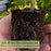 Ajuga Burgundy Glow (Bugleweed) | Two Live Plants | Non-GMO, Shade-Tolerant, Pollinator Favorite
