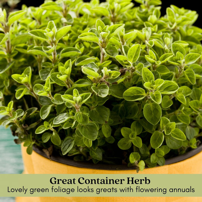 Italian Oregano | Two Live Herb Plants | Non-GMO, Mild Flavor, Dries Well