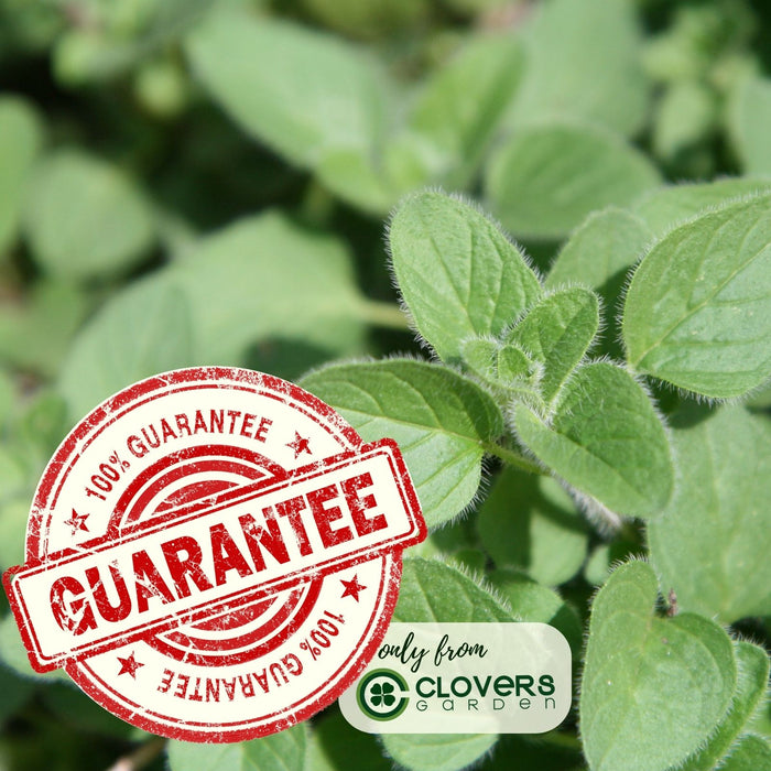 Italian Oregano | Two Live Herb Plants | Non-GMO, Mild Flavor, Dries Well