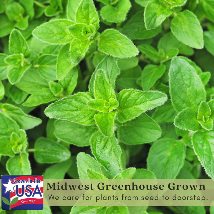 Italian Oregano | Two Live Herb Plants | Non-GMO, Mild Flavor, Dries Well