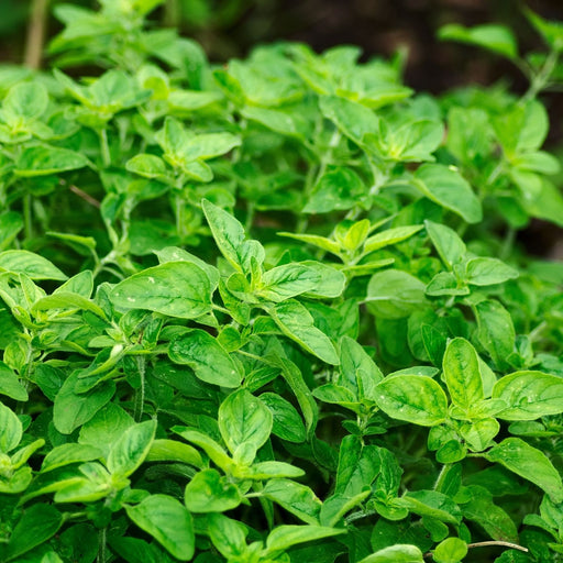 Italian Oregano | Two Live Herb Plants | Non-GMO, Mild Flavor, Dries Well