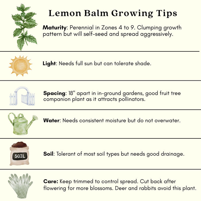 Lemon Balm (Melissa officinalis) | Two Live Garden Plants | Non-GMO, Bee Favorite, Perennial in Zones 4 to 9
