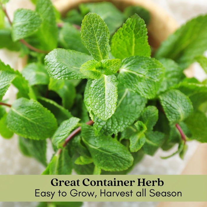 Lemon Balm (Melissa officinalis) | Two Live Garden Plants | Non-GMO, Bee Favorite, Perennial in Zones 4 to 9